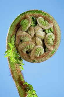 Treefern: Treefern - young leaf