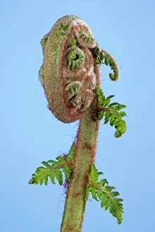 Treefern: Treefern - young leaf