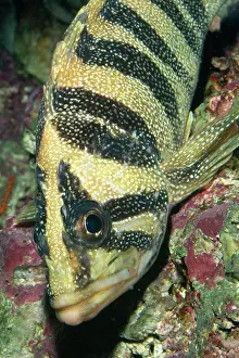 Rockfish: Treefish / Rockfish