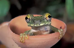 Buckleyi: Treefrog