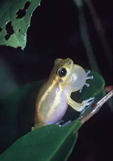Treefrog: TREEFROG - calling with inflated throat sac