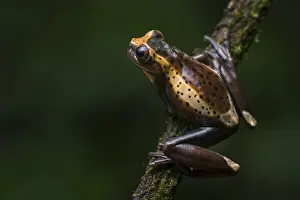 Treefrog: Treefrog (Dendropsophus manonegra) day coloration