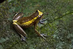 Treefrog: Treefrog (Dendropsophus manonegra) night coloration