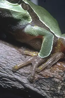 Andersonii: Treefrog Feet