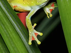 Tortuguero: Treefrog foot