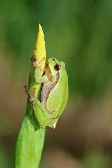 Irises: TREEFROG - on Iris