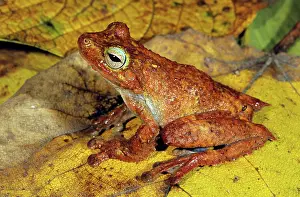 Litoria: Treefrog (Litoria eucnemis)