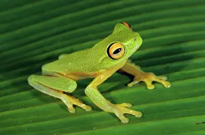 Litoria: Treefrog (Litoria kumae)