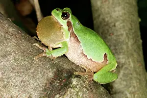 Sacs: TREEFROG - male, with throat inflated, croaking