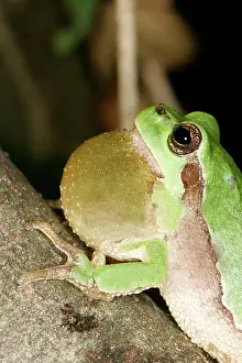 Sacs: TREEFROG - male with throat inflated croaking