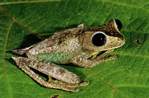 Nyctimystes: Treefrog (Nyctimystes sp.)