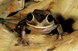 Nyctimystes: Treefrog (Nyctimystes sp.)