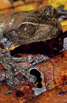 Eyelid: Treefrog (Nyctimystes sp.), eyes closed