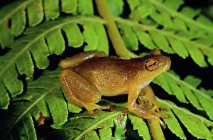 Anuran: Treefrog (Oreophryne sp.)