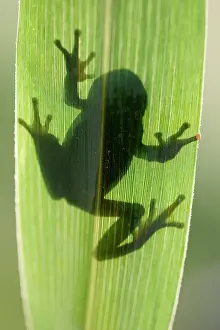 Silhouettes: TREEFROG - silhouette through leaf