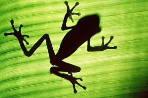 Arty: TREEFROG - Silhouette through underside of leaf