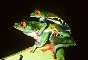 Rungnapa Sasitorn: TREEFROGS / Splendid leaf frog - mating