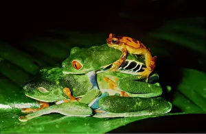 Rungnapa Sasitorn: TREEFROGS / Splendid leaf frog - mating