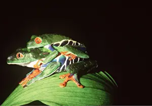 Rungnapa Sasitorn: TREEFROGS / Splendid leaf frog - mating