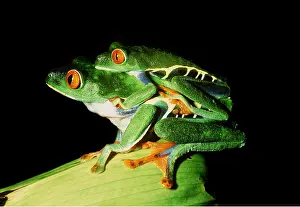 Rungnapa Sasitorn: TREEFROGS / Splendid leaf frog - mating