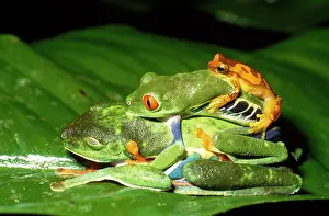 Calcarifer: TREEFROGS / Splendid leaf frog - two mating plus another