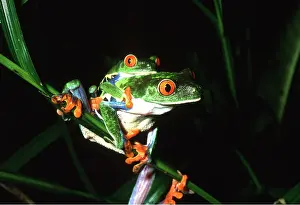 Rungnapa Sasitorn: TREEFROGS / Splendid leaf frog -pair in courtship