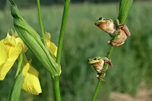 Irises: TREEFROGS - two, on Iris stem