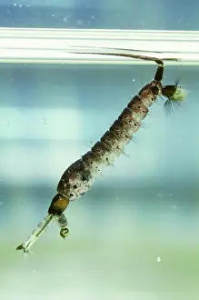 Agent: Treehole Mosquito Larva