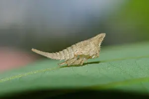 Hexapoda: Treehopper