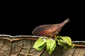 Treehopper (Aconophorini Tribus) Membracidae, Amazon