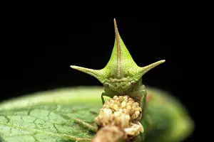 Cicadas: Treehopper (Alchisme grossa) guarding eggs, Amazon