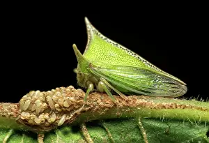 Treehopper (Alchisme grossa) guarding eggs, Amazon