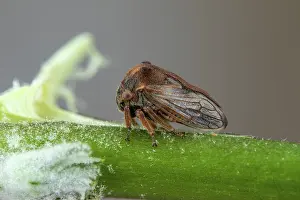 Homoptera: Treehopper (Centrotus chloroticus), Soria, Spain