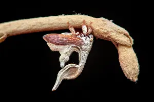 Treehopper: Treehopper (Cladonota foliata) female on Sabicea