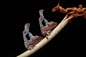 Treehopper: Treehopper (Cladonota foliata) males on Sabicea