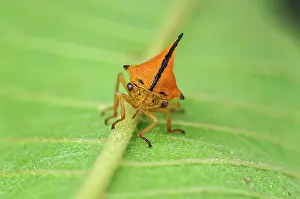 Treehopper: Treehopper, Membracidae, Amazon Forest, Mamiraua