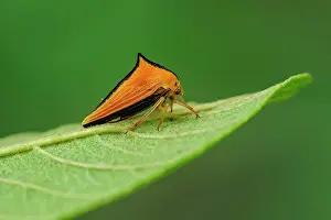 Treehopper: Treehopper, Membracidae, Amazon Forest, Mamiraua