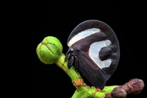 Amazonian: Treehopper (Membracis foliatafasciata) on a bud