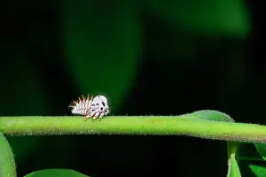 Stems: Treehopper (Membracis foliatafasciata) larva on