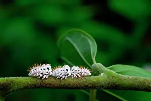 Stems: Treehopper (Membracis foliatafasciata) larvae on