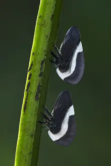 Treehopper: Treehopper (Membracis tectigera) Membracidae, Putumayo