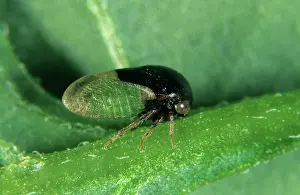 Treehopper: Treehopper (Micrutalis malleifera)