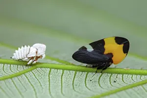 Exuviae: Treehopper (Phyllotropis fasciata) and exuviae