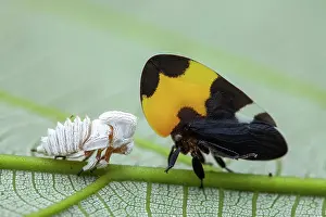 Amazonian: Treehopper (Phyllotropis fasciata) and exuviae