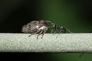 Treehopper: Treehopper on stem - being tended by Black Weaver