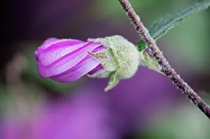 Lavatera: Treemallow