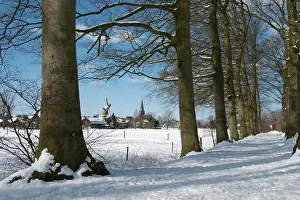 Alongside: Trees alongside a meadow in the snow