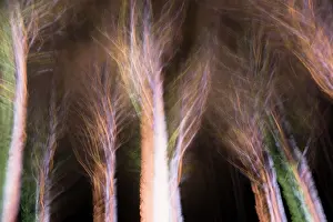 Nostalgic: Trees with bare branches, manipulated with multiple