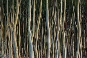 Baltic: Trees beach