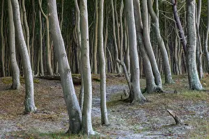 Baltic: Trees beach
